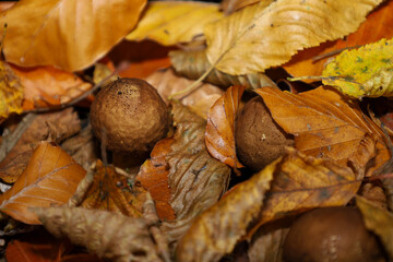 ​A macro photograph featuring two small brown mushrooms nearly hidden among a generous scatter of fallen autumn leaves. 