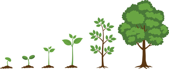 Fototapeta premium Complete Tree Growth Stages Vector Illustration, Detailed Plant Life Cycle Development from Small Sprout to Large Mature Tree, Perfect for Ecology and Educational Graphics