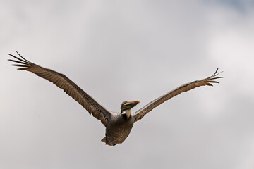 A brown pelican glides gracefully through the sky over South Ponte Vedra, Florida