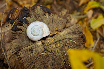 A light-colored, spiral snail shell rests on an old wooden tree stump with a deep, radial texture, surrounded by blurred autumn leaves. This close-up symbolizes the natural cycle and the delicate intr