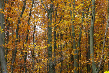 A dense woodland landscape features vertical tree trunks surrounded by rich, bright yellow and orange foliage. This scene conveys the beauty and fullness of autumn, creating a warm, saturated natural 