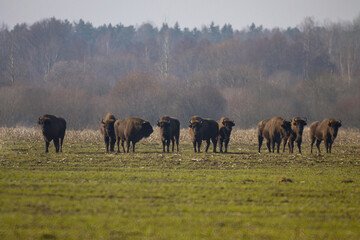 European Bison Herd Standing in Open Field with Forest Background