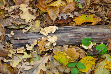 Small, light-colored mushrooms are growing on a decaying wooden log, surrounded by a layer of fallen leaves in autumnal yellow and brown hues.