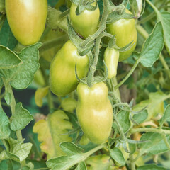 Close-up of unripe green tomatoes growing on vine with lush leaves in garden setting.