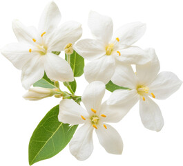 Fototapeta premium Star jasmine flowers delicate white blossoms fragrant bloom