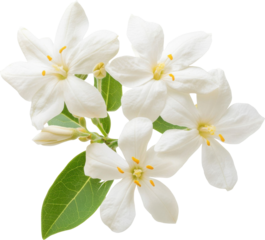 Star jasmine flowers delicate white blossoms fragrant bloom