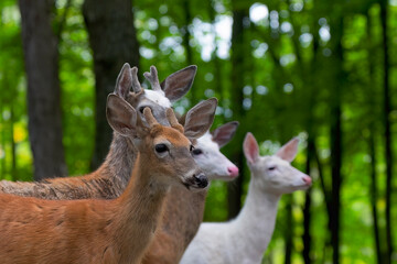 White and piebald deer, is also known as leucism.  