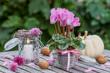 romantisches Garten-Arrangement mit pink Alpenveilchen (Cyclamen) und Kerze im Glas	
