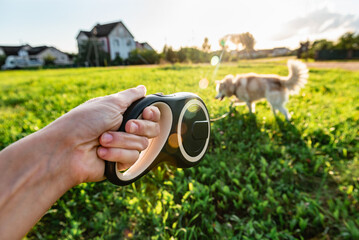 Walking a husky dog with a leash roulette on a summer day
