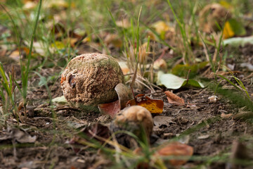 Rotten quince fruit on the ground in autumn
