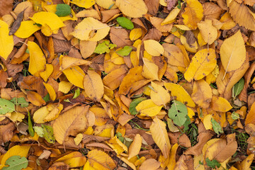 Colorful fallen autumn leaves covering the ground
