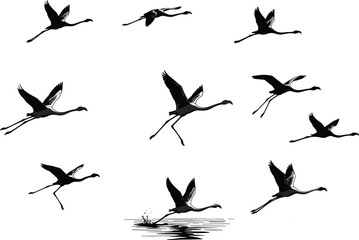 Flying flamingo silhouettes collection, tropical bird flight sequence, wildlife vector illustration, exotic pink bird art, nature animal design isolated on white