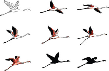 Flying flamingo illustration set, pink tropical bird in motion, wildlife art, hand-drawn vector, exotic nature animal drawing, isolated on white