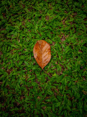 Single brown leaf on vibrant green grass, symbolizing change, seasons, tranquility. Suitable for nature, environment, autumnthemed creative projects.