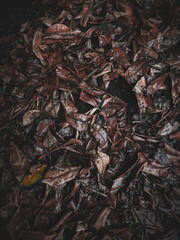 Damp, brown fallen leaves pile on the ground. Great for autumn, nature, seasonal concepts, or environmental themes. Suitable for backgrounds or design projects.