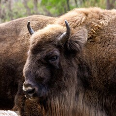 Close-up portrait of a bison