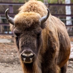 Close-up portrait of a bison