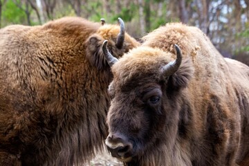 Bison in the zoo enclosure