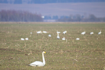 Whooper Swans Resting on Spring Field with Flock in Background