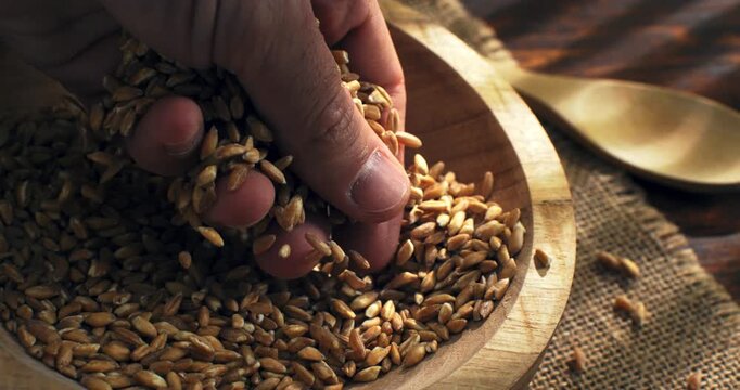 Slow Motion Close up of Farmer hand touching and gathering spelt grains, slow movement under warm sunlight, connection with earth and harvest at 1000 fps
