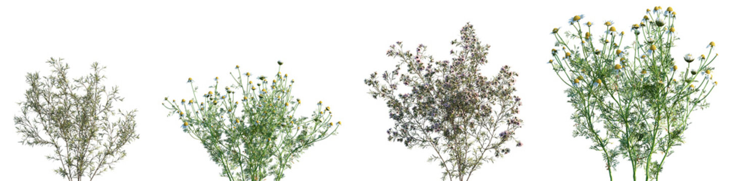 Set of Chamelaucium uncinatum and Chamaemelum nobile frontal isolated png on a transparent background perfectly cutout high resolution