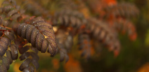 Brown compound leaves with raindrops in soft autumn bokeh. High quality photo
