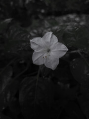 White flower with five petals against a dark background. Ideal for nature blogs, floral prints, springthemed designs, or botanical website headers.