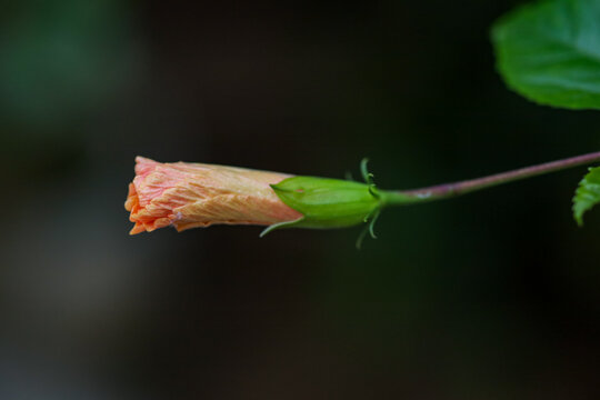 Joba flower Close Up photo, shoeblackplant