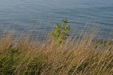 grass on the beach