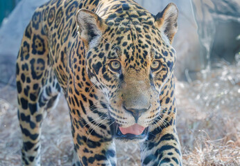 The jaguar largest cat native to the Americas with the strongest feline bite force at a zoo in...