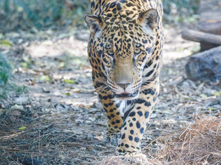 The jaguar largest cat native to the Americas with the strongest feline bite force at a zoo in Tennessee. Listed as endangered with populations decreasing due to habitat loss and poaching.