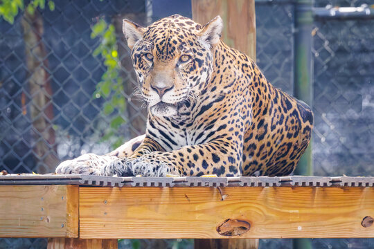 The jaguar largest cat native to the Americas with the strongest feline bite force at a zoo in Tennessee. Listed as endangered with populations decreasing due to habitat loss and poaching.
