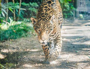 The jaguar largest cat native to the Americas with the strongest feline bite force at a zoo in Tennessee. Listed as endangered with populations decreasing due to habitat loss and poaching.