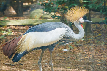 The East African Grey Crowned Crane native to Sub-saharan Africa at a zoo in Tennessee. The species is listed as endangered live in Savanah and wetland habitats.