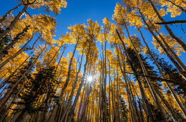 Aspen Stand With Sunstar In Flagstaff AZ Fall Time