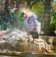 The East African Grey Crowned Crane native to Sub-saharan Africa at a zoo in Tennessee. The species is listed as endangered live in Savanah and wetland habitats.