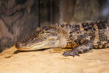 American alligator resting in a reptile exhibit at a zoo in Tennessee. North American reptile that lives in warm climates or wetland swamps in the South and Southeast.