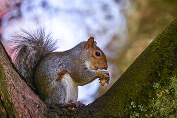 squirrel eating nut