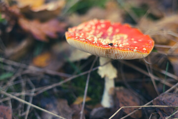 Amanite tue mouche dans les bois de Marolles-en-Brie