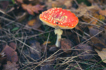 Amanite tue mouche dans les bois de Marolles-en-Brie