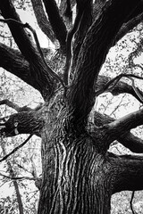 Vieille arbre ridé en noir et blanc