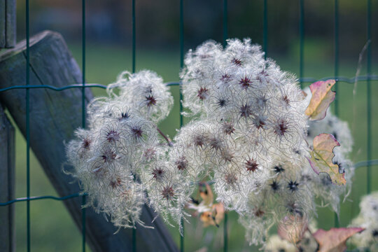 Le fruit Clematis vitalba (&eacute;galement connu sous le nom de la barbe de l'homme ancien et la joie du voyageur)