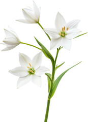 Lily flower blooming with green stem on a