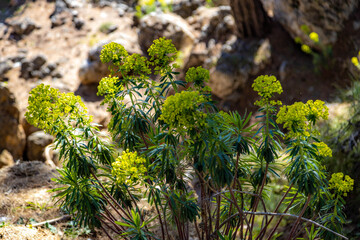 Blooming Euphorbia with bright green-yellow flowers in sunlight on a rocky hillside. Mediterranean nature and spring flora. Antalya, Turkey.
