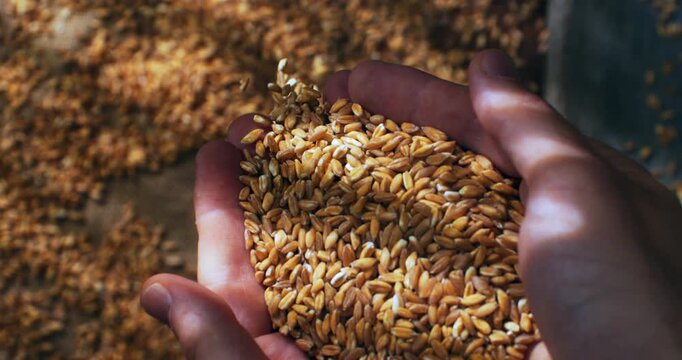 Slow Motion Macro of Hands full of spelt grains under warm natural light, symbol of harvest, simplicity and slow living at 1000 fps