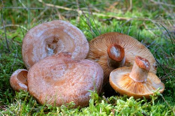A group of picked mushrooms saffron milk cap (Lactarius deliciosus)  lies on the moss in the forest. It is edible, very tasty mushroom.