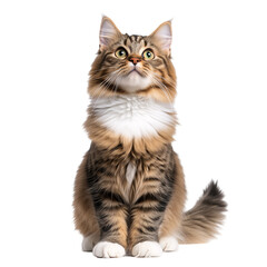Fototapeta premium close up portrait of sit cat, grey, white, ginger kitty with long hair isolated on transparent background 