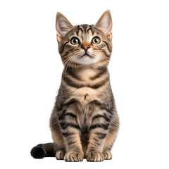 Obraz premium close up portrait of sit cat, grey, white, ginger kitty with long hair isolated on transparent background 