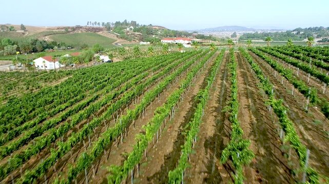 Aerial Drone Flight View Over Lush Grape Vineyard Countryside of Temecula, California.