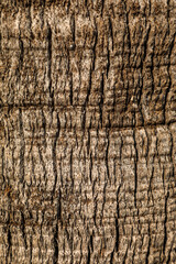 Natural, textured, and unique palm tree bark, showcasing all the intricate details and structure of the trunk. Series 